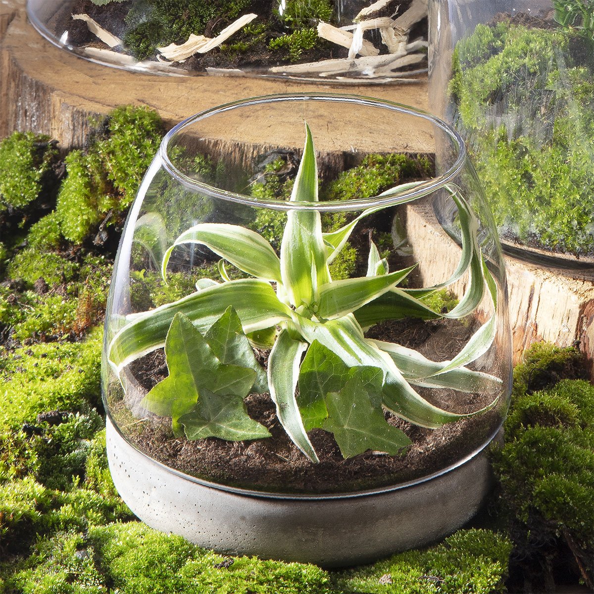 Vase terrarium sur socle en béton (h)14x(d)15cm 2746